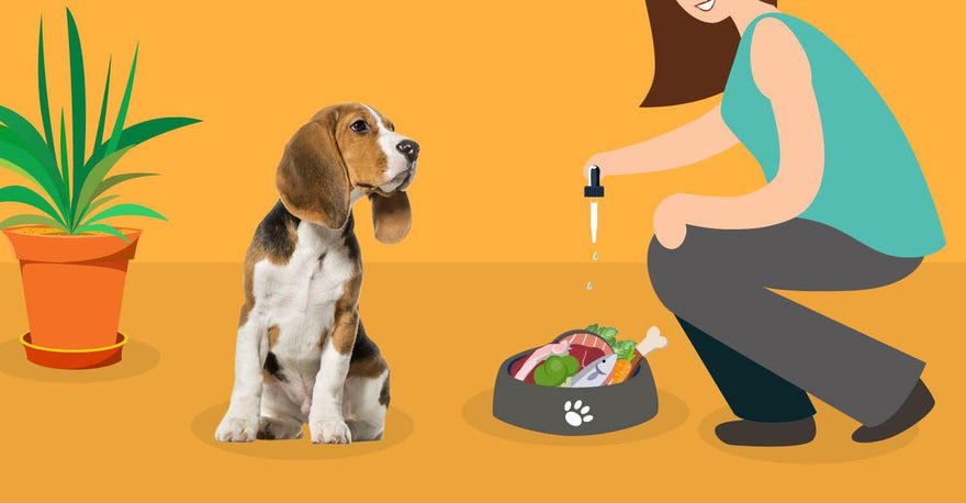 CBD Oil for Pets – Advice from a Veterinarian - Life Gardening Tools LLC