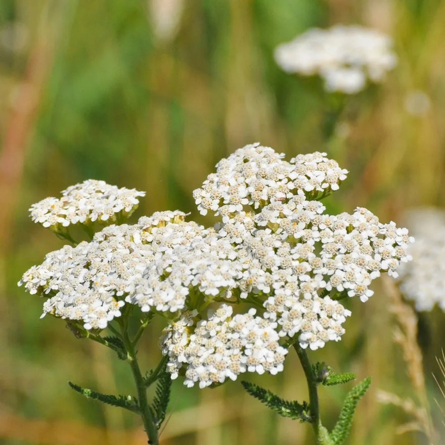 Yarrow (Achillea millefolium): Ancient Wisdom Meets Modern Wellness