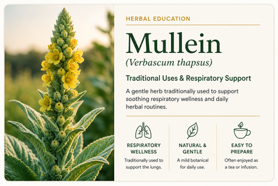Mullein (Verbascum thapsus) herbal education card with respiratory wellness, gentle daily use, and tea preparation