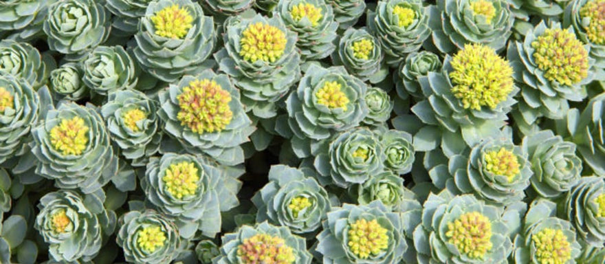 How Adaptogenic  Herbs Reduce Stress