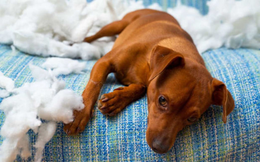 Is Your Pet Stressed Out?