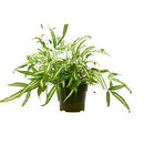 Pteris Cretica 'Albo Fern'-2