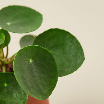 Pilea Peperomioides 'Chinese Money' - 0