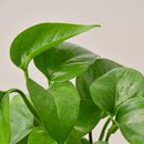 Pothos 'Green Queen'-2