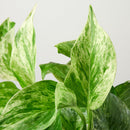 Pothos 'Marble Queen'-2