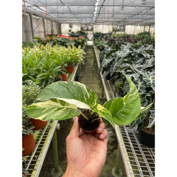 Pothos 'Albo Variegata' - 0