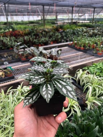 Pilea 'Aluminum' - 0