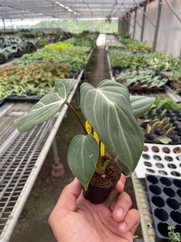 Philodendron 'Gloriosum' - 0