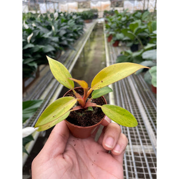 Philodendron 'Orange Marmalade' - 0