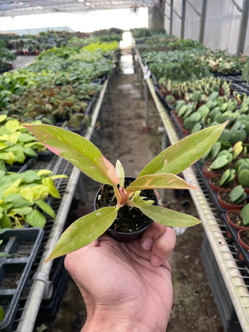Philodendron 'Variegated Ring of Fire ' - 0