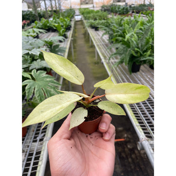 Philodendron 'Snowdrift' - 0