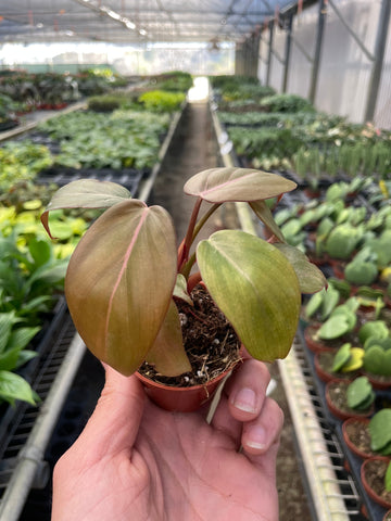 Philodendron 'Summer Glory' - 0