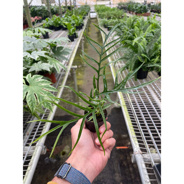 Philodendron 'Tortum' - 0