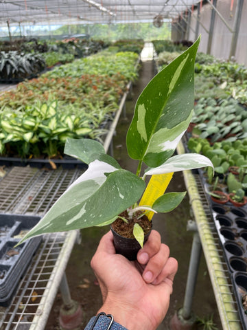 Philodendron 'White Princess' - 0
