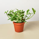 Pothos 'N'joy'-1