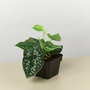 Pothos 'Satin'-2