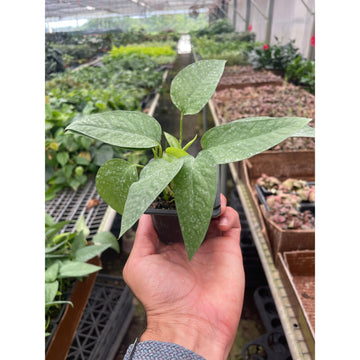 Pothos 'Cebu Blue' - 0