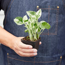 Pothos 'N'joy'-3
