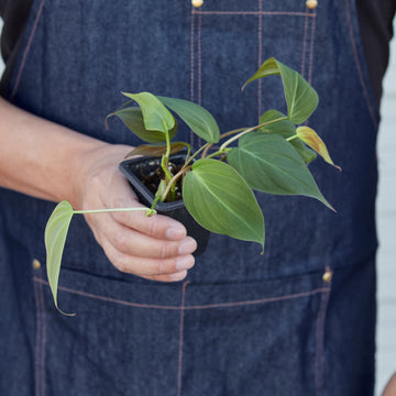 Philodendron 'Velvet' - 0