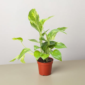 Pothos 'Golden' - 0