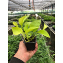 Pothos 'Neon'-2