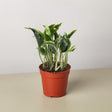 Pothos 'Shangri La'