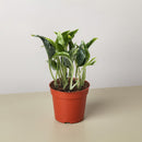 Pothos 'Shangri La'-1