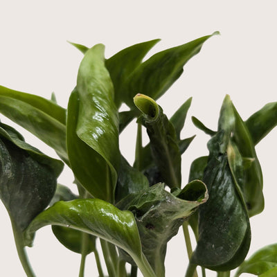 Pothos 'Shangri La' - 0