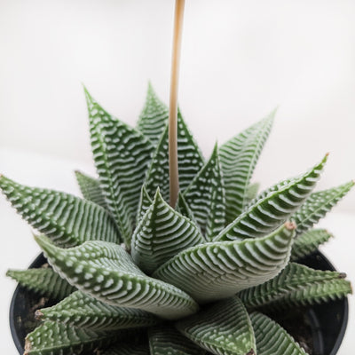 Succulent Haworthia Miami - 0