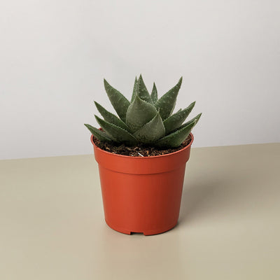 Succulent Haworthia Savanna - 0