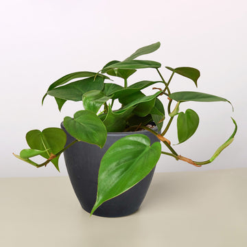 Philodendron Cordatum 'Heartleaf' - 0