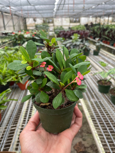 Buy pink Crown of Thorns