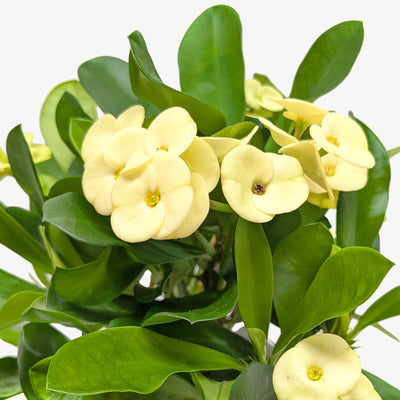 Crown of Thorns - 0