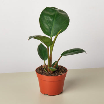 Philodendron 'Congo Rojo' - 0