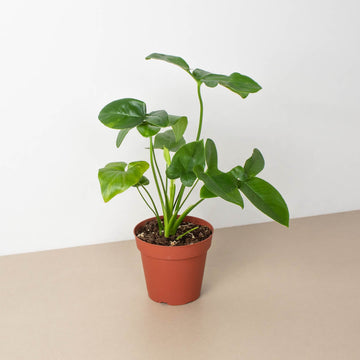 Philodendron 'Goeldii' - 0
