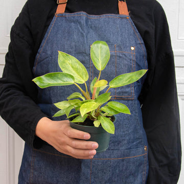 Philodendron 'Painted Lady' - 0