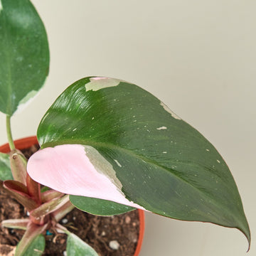 Philodendron 'Pink Princess' - 0