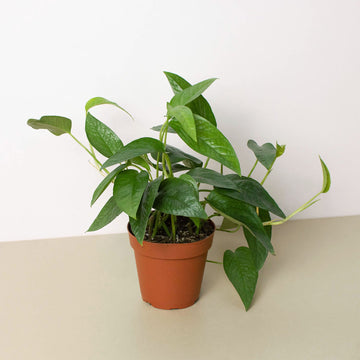 Pothos 'Cebu Blue'