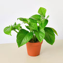 Pothos 'Green Queen'-1