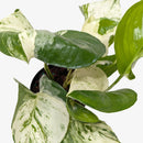 Pothos 'Manjula'-2