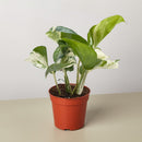 Pothos 'Manjula'-1