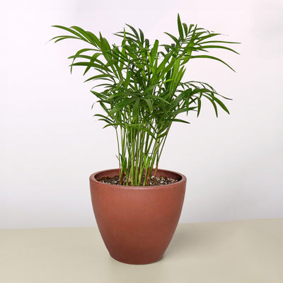 Black and TerraCotta Eco Pots - 0