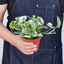 Pothos 'N'joy'-2