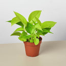 Pothos 'Neon'-1