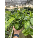 Pothos Global Green-1