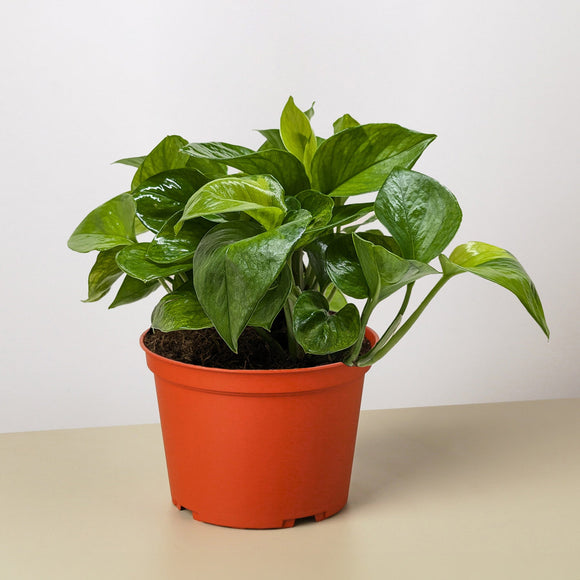 Pothos 'Lemon Top'