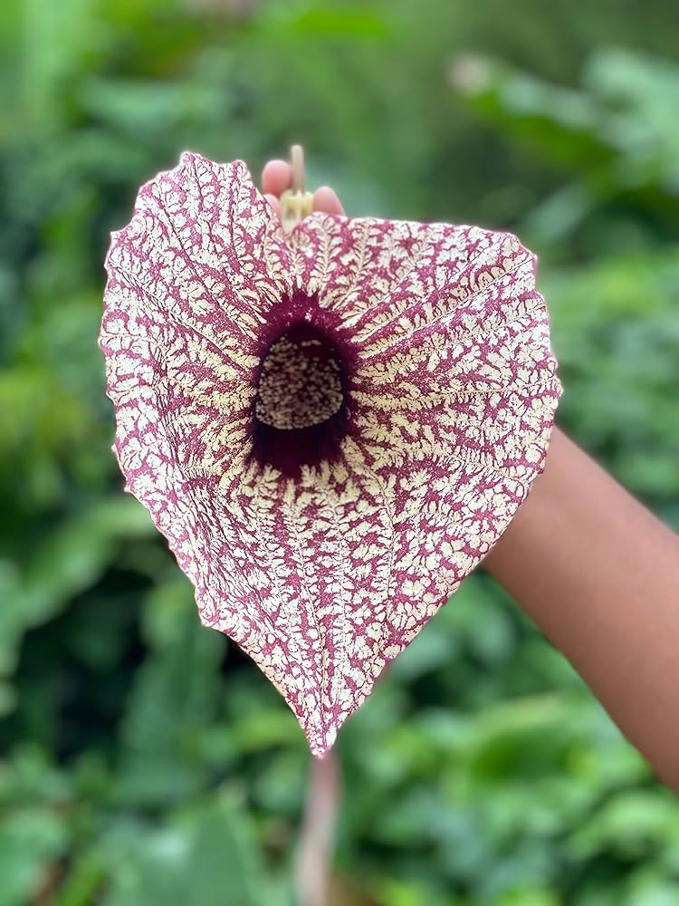 Raw Duck Flower Detox | Wildcrafted Aristolochia Grandiflora – Deep Cleanse & Parasite Flush