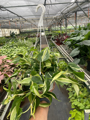 Philodendron 'Silver Stripe' - 0