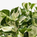 Pothos 'Manjula'-4