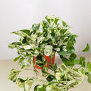 Pothos 'Manjula'-3